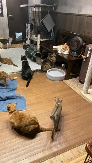   at Neu Cat Cafe in Osaka