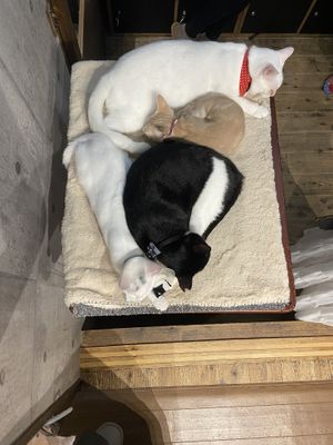   at Neu Cat Cafe in Osaka