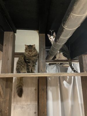   at Neu Cat Cafe in Osaka