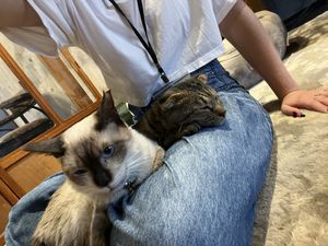   at Neu Cat Cafe in Osaka