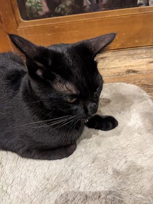  at Neu Cat Cafe in Osaka