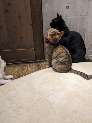  at Neu Cat Cafe in Osaka