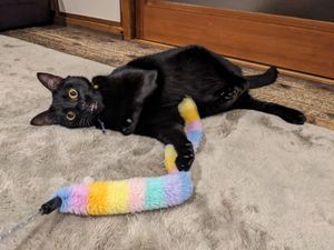  at Neu Cat Cafe in Osaka