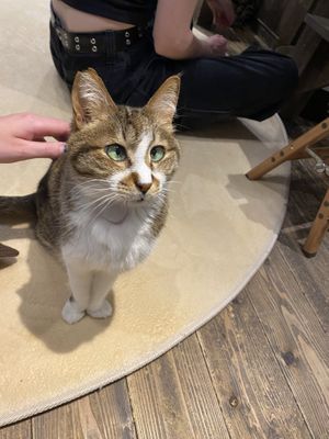   at Neu Cat Cafe in Osaka