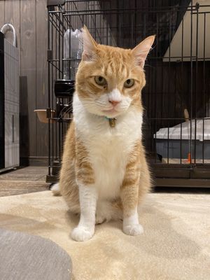   at Neu Cat Cafe in Osaka