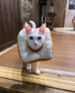 Toast collar instead of cone of shame  at Neu Cat Cafe in Osaka