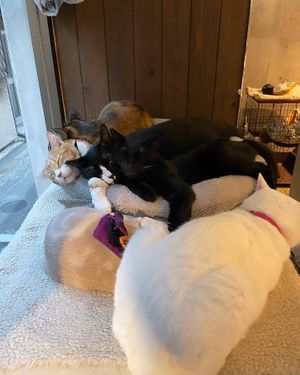 Cuddle puddle  at Neu Cat Cafe in Osaka
