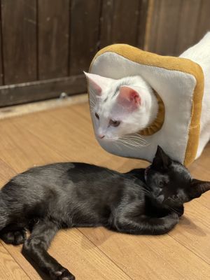 Kittens  at Neu Cat Cafe in Osaka