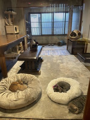 View from cafe room  at Neu Cat Cafe in Osaka