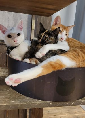  at Neu Cat Cafe in Osaka