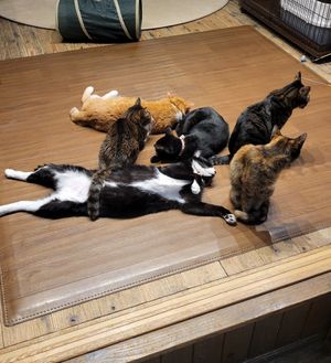  at Neu Cat Cafe in Osaka