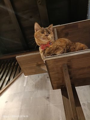 #Veganuary at Neu Cat Cafe in Osaka