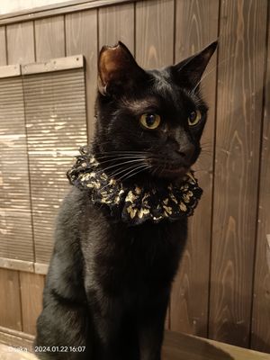 #Veganuary at Neu Cat Cafe in Osaka