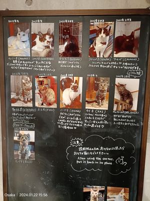 #Veganuary at Neu Cat Cafe in Osaka