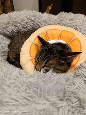 #Veganuary at Neu Cat Cafe in Osaka