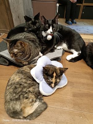 #Veganuary at Neu Cat Cafe in Osaka