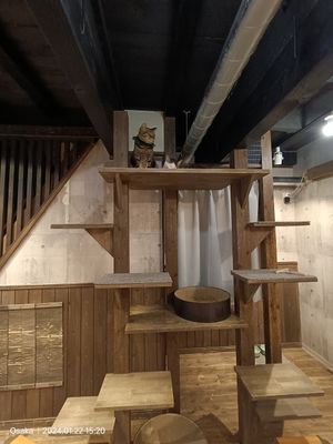 #Veganuary at Neu Cat Cafe in Osaka