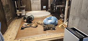 First floor cat room at Neu Cat Cafe in Osaka