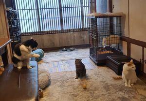  at Neu Cat Cafe in Osaka