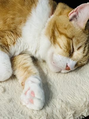   at Neu Cat Cafe in Osaka