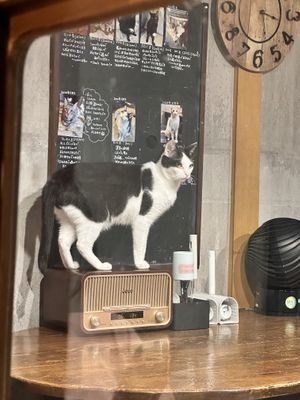   at Neu Cat Cafe in Osaka