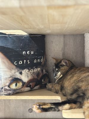   at Neu Cat Cafe in Osaka