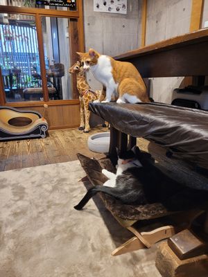 Cat room, eating area is on the other side of the window at Neu Cat Cafe in Osaka