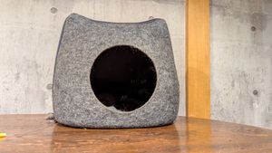  at Neu Cat Cafe in Osaka