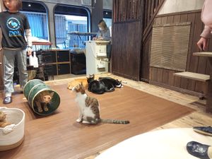First Floor Interior. at Neu Cat Cafe in Osaka