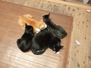 Pile Of Sleeping Cats. at Neu Cat Cafe in Osaka