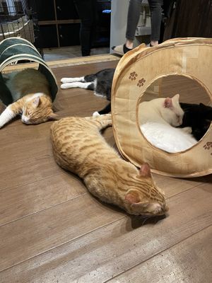 Kittehs  at Neu Cat Cafe in Osaka