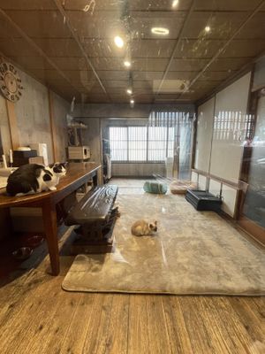 Lunch views 😻  at Neu Cat Cafe in Osaka