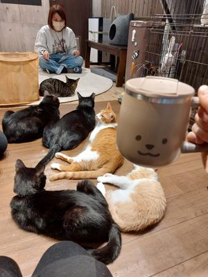  at Neu Cat Cafe in Osaka