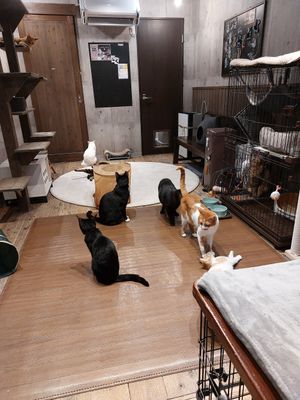  at Neu Cat Cafe in Osaka