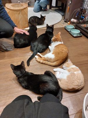  at Neu Cat Cafe in Osaka