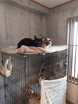 Upstairs at Neu Cat Cafe in Osaka