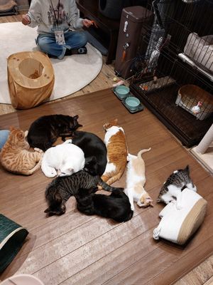  at Neu Cat Cafe in Osaka