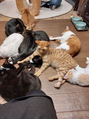  at Neu Cat Cafe in Osaka