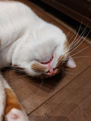  at Neu Cat Cafe in Osaka