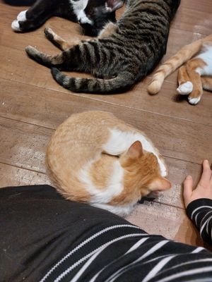  at Neu Cat Cafe in Osaka