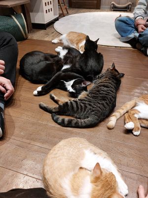  at Neu Cat Cafe in Osaka