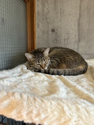   at Neu Cat Cafe in Osaka