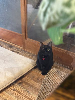  at Neu Cat Cafe in Osaka