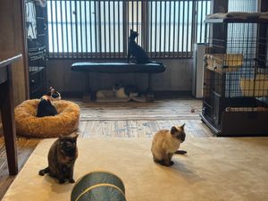  at Neu Cat Cafe in Osaka