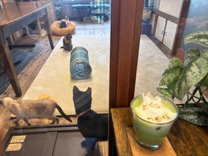  at Neu Cat Cafe in Osaka