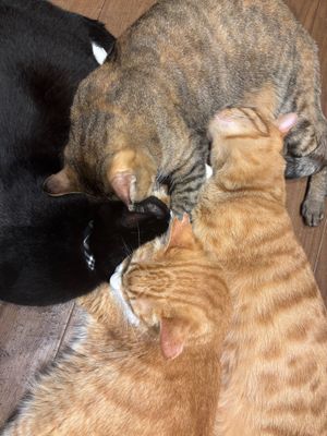  at Neu Cat Cafe in Osaka