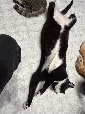  at Neu Cat Cafe in Osaka