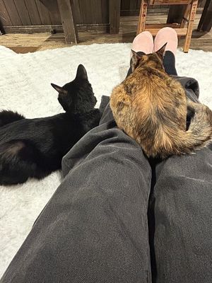  at Neu Cat Cafe in Osaka