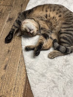  at Neu Cat Cafe in Osaka