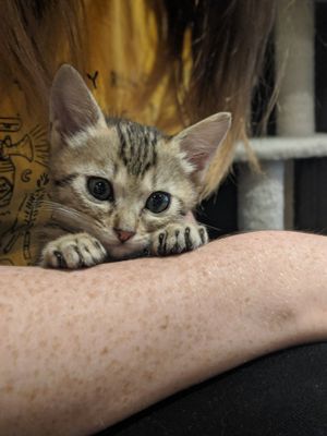 Kitten! at Neu Cat Cafe in Osaka
